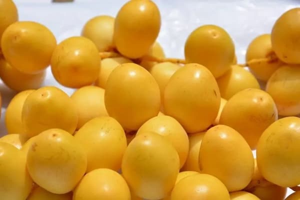 تصویر 5 از خرید جدیدترین انواع خرما خارک زرد